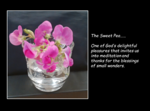 The Sweet Pea